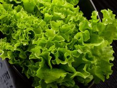 生菜.jpg-风情丽江斑鱼火锅(孙家沟西南路80号店)