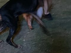 -嘉馨宠物医院·CT影像转诊·心脏科·犬猫全科诊疗中心(下沙大学城院区)