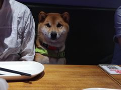 -本色.小马哥烧烤(五一路总店)