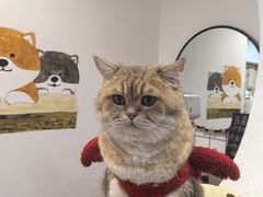 -柴迷FANS CLUB·柴犬狗咖·猫咖