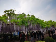 -嘉定紫藤园