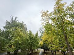 -千年银杏谷文化旅游区
