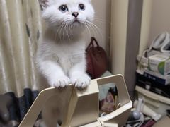 -瑞鹏宠物医院·宠保定点·心脏科·内科(御桥分院)