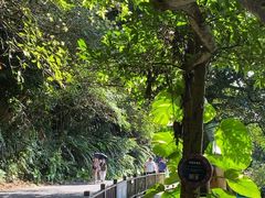 -海南铜鼓岭景区