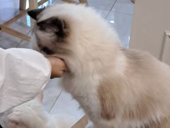 -楼上猫咖(罗湖店)