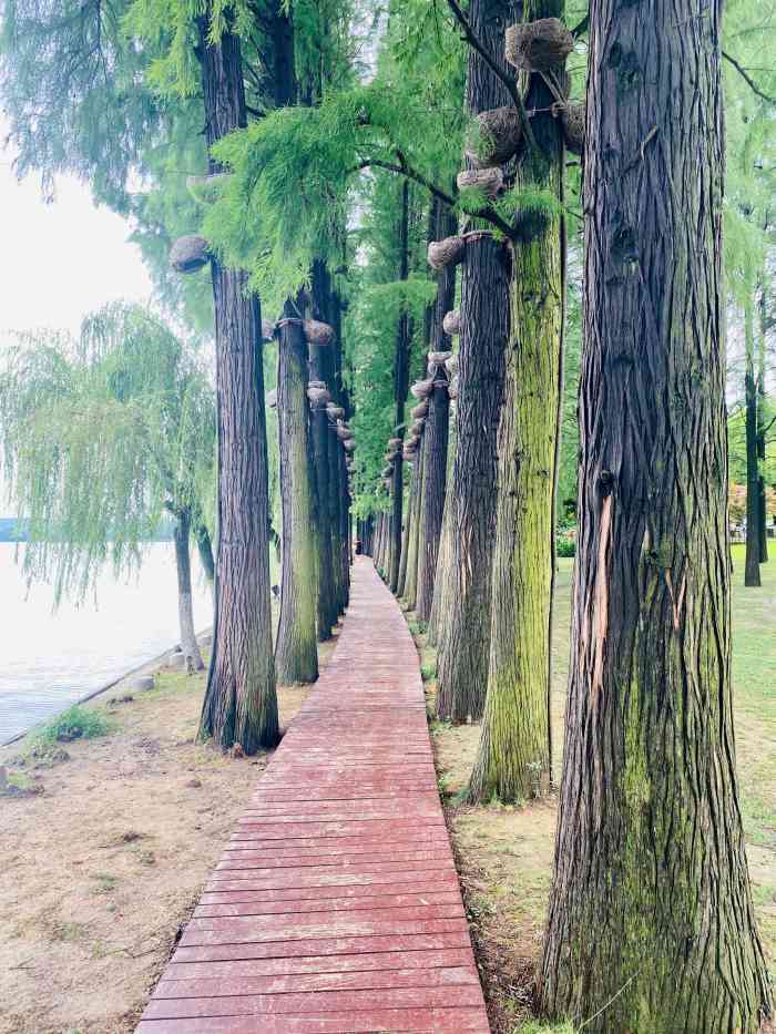 东湖听涛景区-"亲戚在东湖听涛景区的水云乡举行户外婚礼.