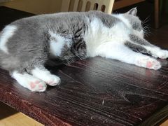 -滚猫咖啡·猫咖·猫友好撸猫(未来城店)