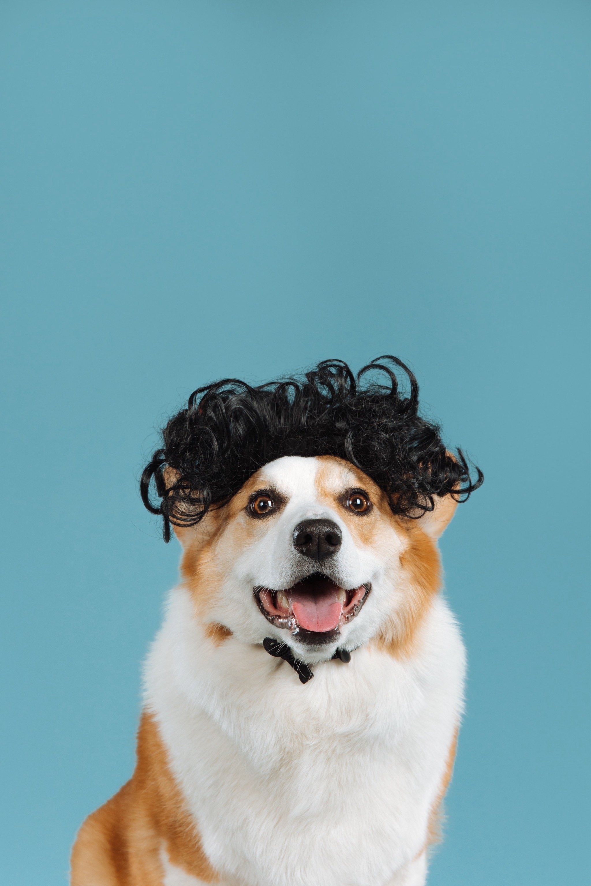 宠物造型的艺术感