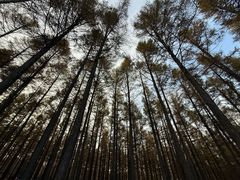 -塞罕坝国家级自然保护区