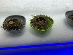 -海玥荟海鲜姿造自助餐厅(欧罗巴广场店)