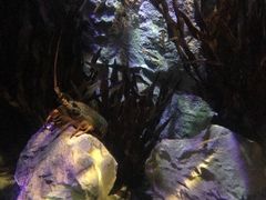 -悉尼海洋生物水族馆