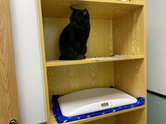 -中农大我爱我爱动物医院·核磁CT·猫病·24小时夜诊中心(石佛营店)