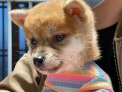-逗柴咖啡屋·狗咖猫咖宠物桌游