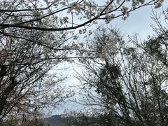 -樱桃山旅游景区