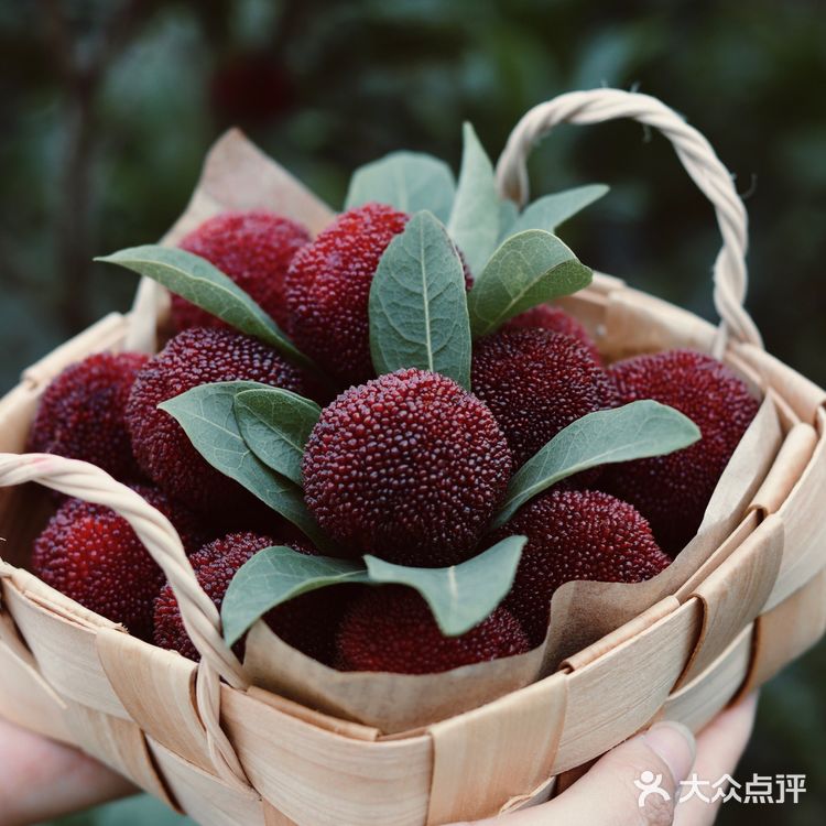 江浙沪周边游 | 又到杨梅季仙居杨梅熟了