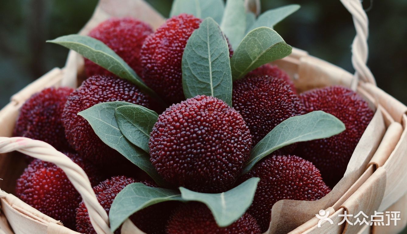 江浙沪周边游 | 又到杨梅季仙居杨梅熟了