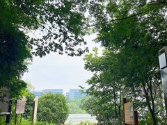 -华侨城湿地公园