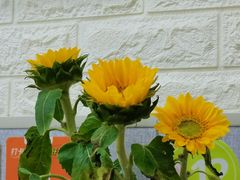 -来之顺海鲜菜馆·青岛菜(栈桥店)