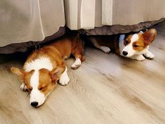 -浣熊柯尔鸭土拨鼠·电玩咖