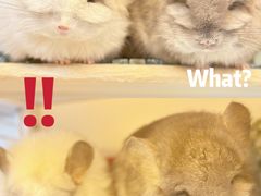 -龙猫仔乐园(惠福东路店)