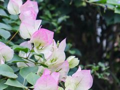 -云里小坐·小院里·团建·宴请·下午茶(三圣乡店)