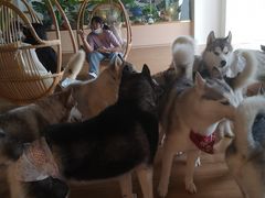 -Husky Go! 哈士奇体验馆·宠物咖啡厅狗咖
