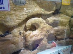 -上海昆虫博物馆