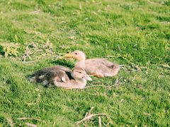 -前小桔亲子创意农场·草莓采摘·露营烧烤