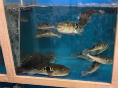 -天正河鲀·河豚亭(大连店)