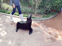 -灵玲国际马戏城