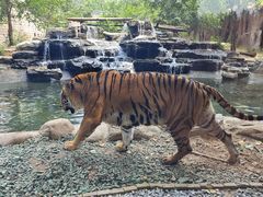 -北京野生动物园