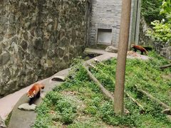 -都江堰中华大熊猫苑