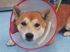 -万博宠物医院·手术·诊疗(未央凤城五路店)