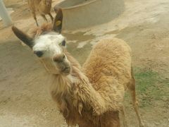 -泉州海丝野生动物世界