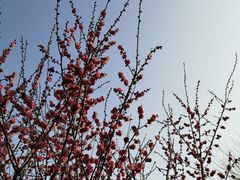 -兴隆文化园景区