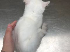 -爱诺耐芙动物医院(万博店)