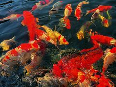 -观唐（国际）度假村温泉