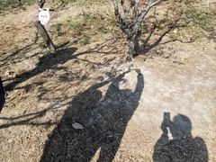 -南国桃园旅游度假区