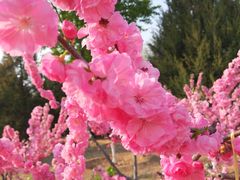 -永定河休闲森林公园