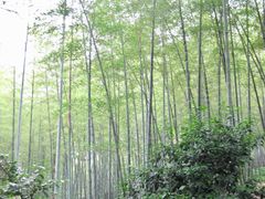 景点-杭州黄龙洞