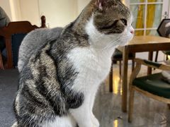 -猫小院猫主题餐厅(南锣旗舰店)