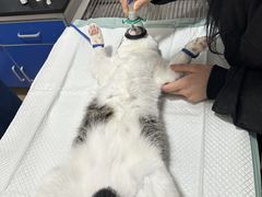 -灵美宠物诊所