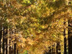 -黄海国家森林公园