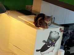 -李小姐の猫咖啡馆(五角场店)