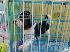 -龟与熊猫宠物公园(南坪店)