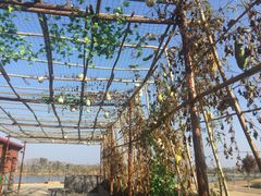 -军山湖云水间生态农业旅游景区