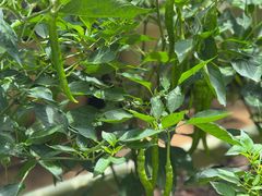 -小芙蓉湘菜馆(易生活购物公园店)