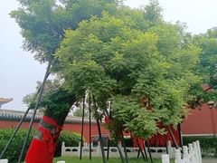 -药王庙(安国市)