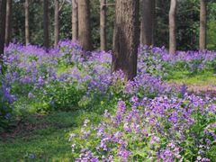 -上海共青森林公园