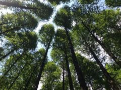 -山王坪喀斯特国家生态公园